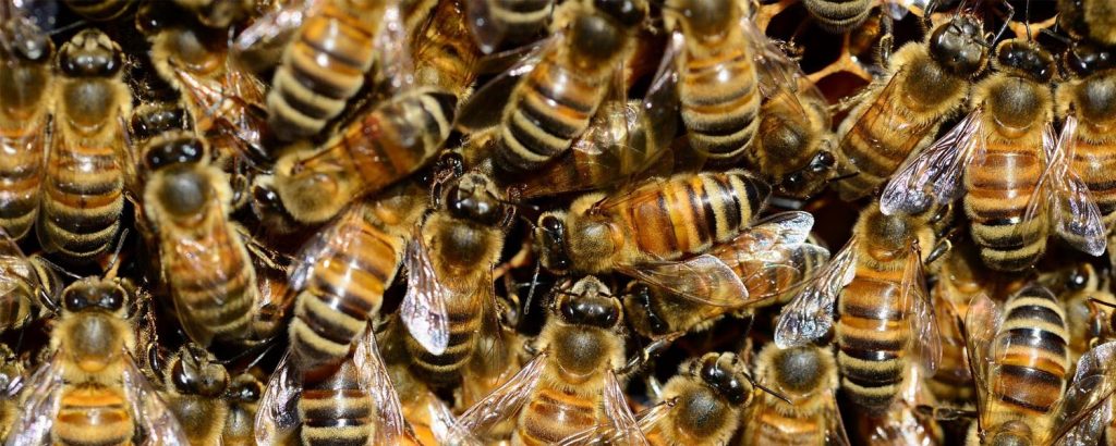 Pest Control for Bees Stevenage
