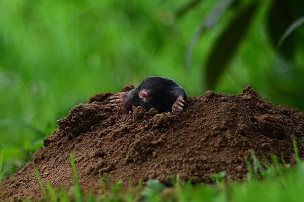 Mole on mound of earth