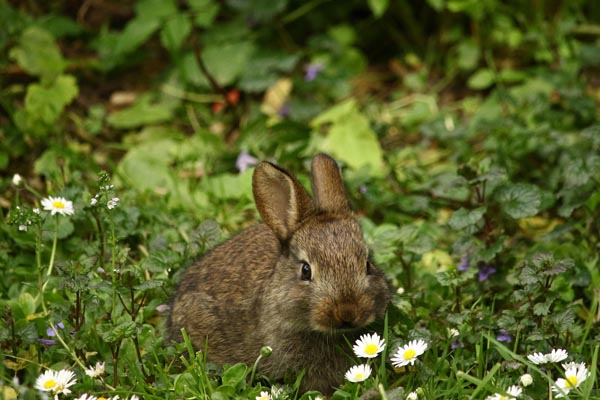 Rabbit Pest Control
