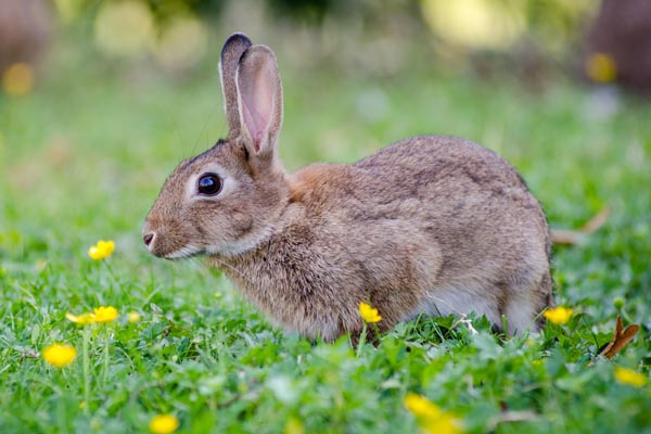 Rabbit pest control around stevenage