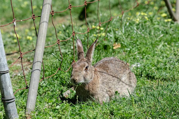 Rabbit pest control in stevenage