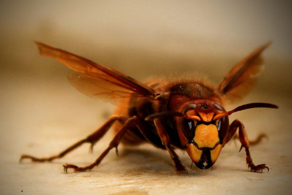 Pest Control in Stevenage for Hornets