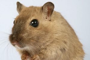 Pest Control in Stevenage for Mice