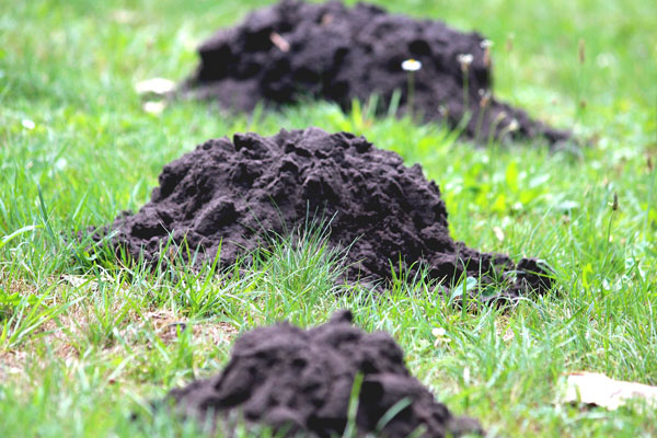 Pest Control in Stevenage for Moles