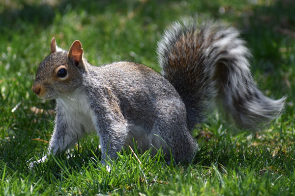 Pest Control in Stevenage for Squirrels