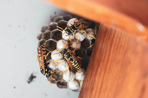 Pest Control in Stevenage for Wasps Nest Removal