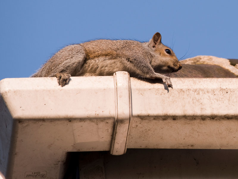 Sign-of-Pest-in-Loft-Squirrel-in-loft