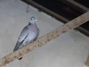 Sign-of-Pest-in-Loft-pigeon-in-loft
