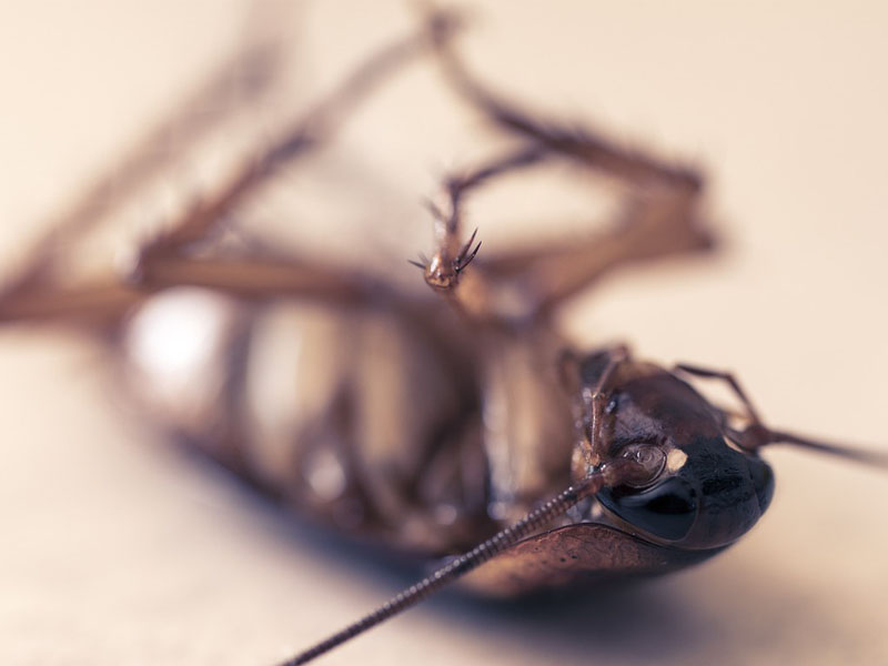 Cockroach Dead