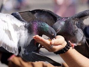 Feeding Pigeons in Stevenage