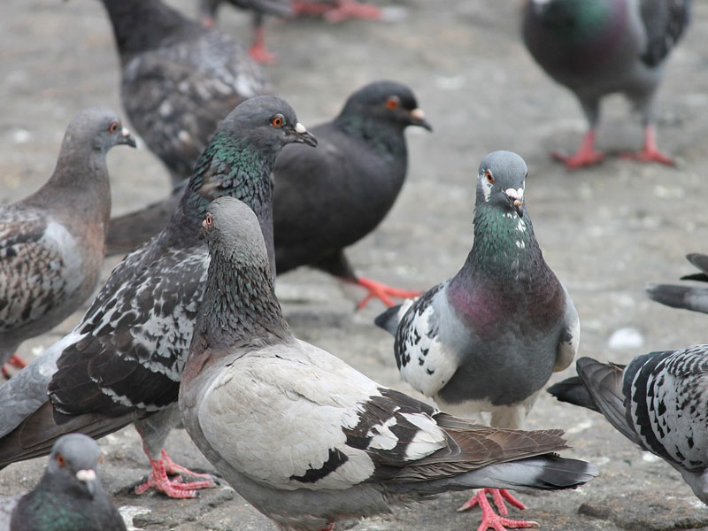 Pigeons gathering in Stevenage