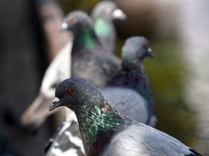 Pigeons nesting in Stevenage