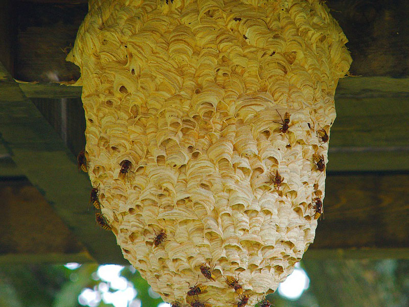 Completed Wasps Nest