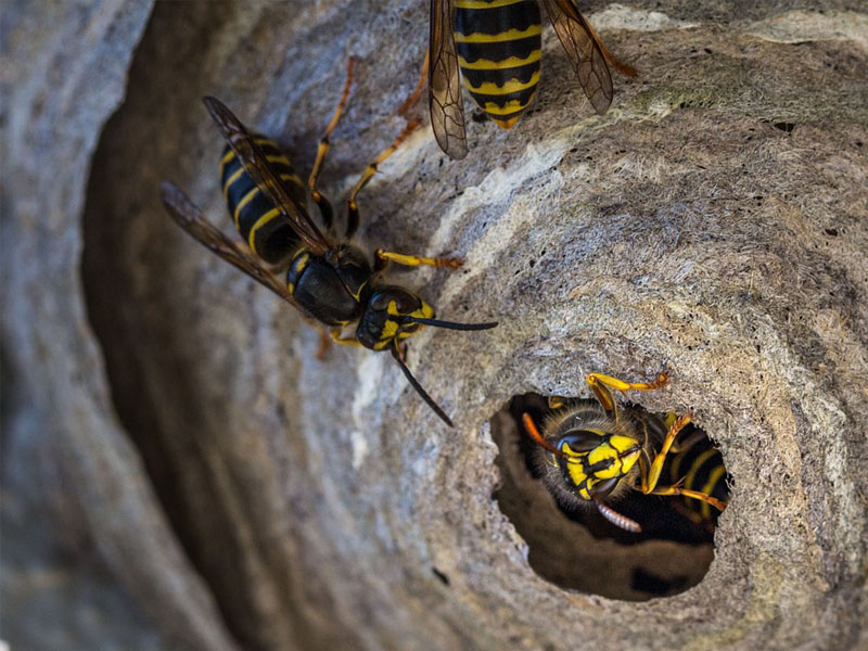 Inside a Wasps Nest