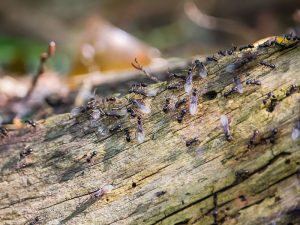 Flying Ants - Pest Control Stevenage