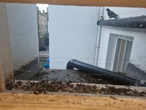 Pest Control Stevenage - Pigeon Pest