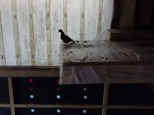 Pest Control Stevenage - Pigeon in warehouse