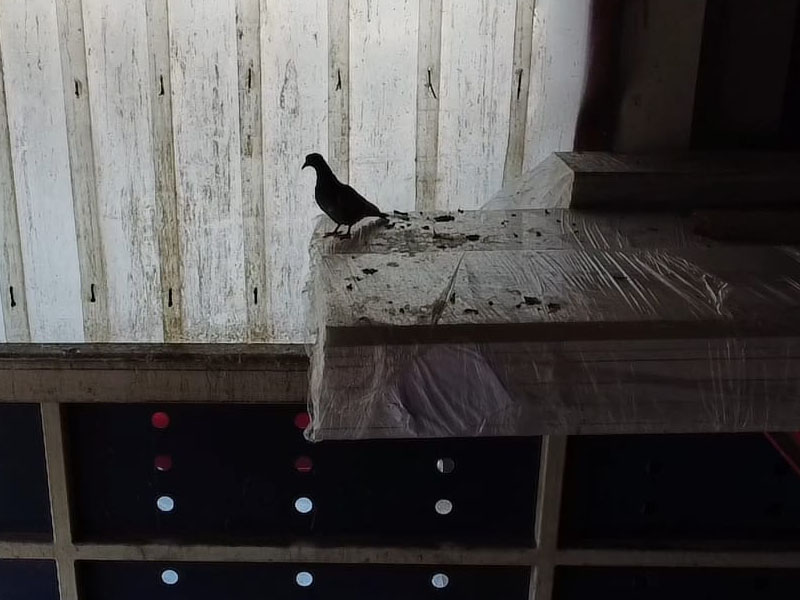 Pest Control Stevenage - Pigeon in warehouse