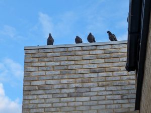 Pest Control Stevenage - Pigeons Roosting on Roof
