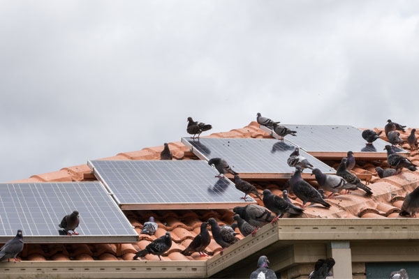 Solar-Panel-Proofing-birds-on-solar-panels