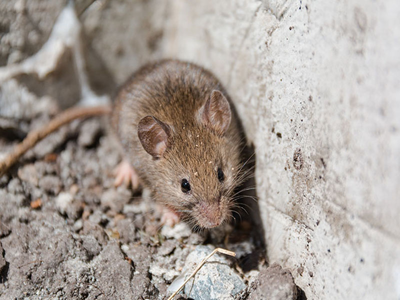 Pest Control Stevenage - Rats and Mice
