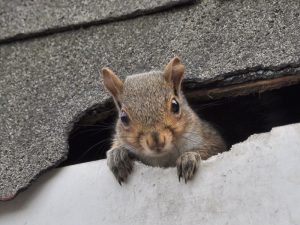 Pest Control Stevenage - Squirrels